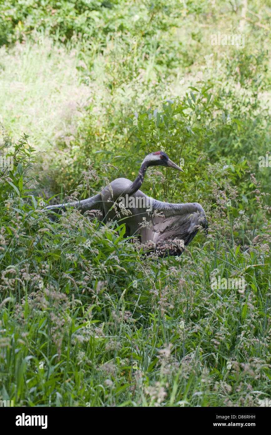 EURASIAN gru grus grus. Maschio in fasi dell' 'distraction parafango rotto display". Il tentativo di portare percepito predator lontano.. Foto Stock