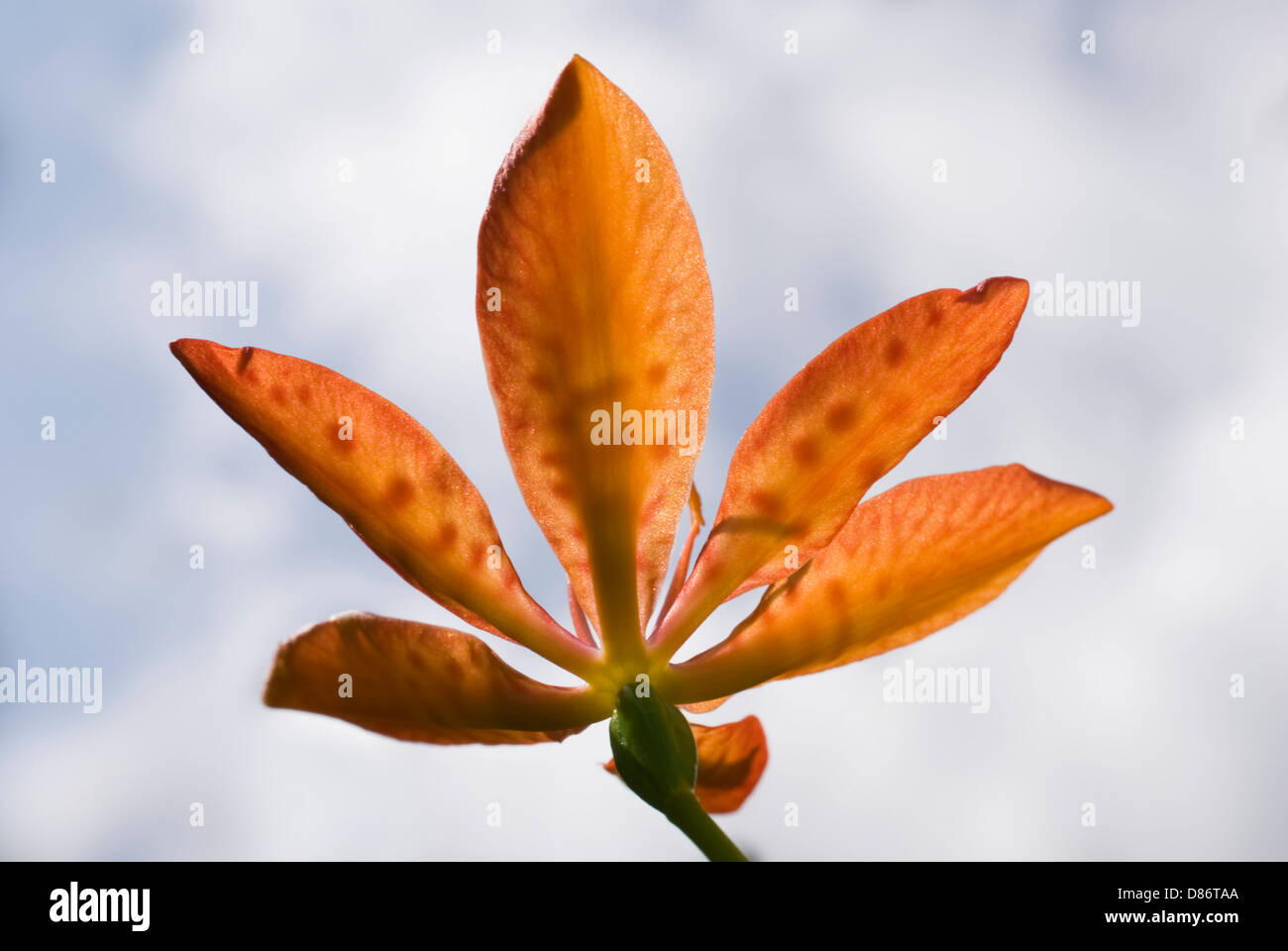 Shining petali di fiore di arancia contro il cielo sereno e nuvole bianche sfondo, Sumatra Indonesia Foto Stock