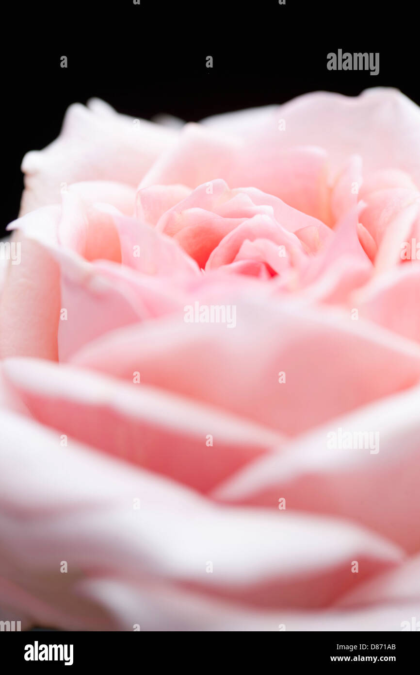 Rosa rosa, close up Foto Stock