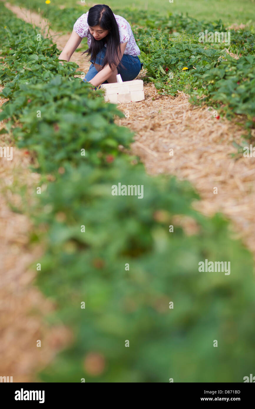 In Germania, in Baviera, giovane donna giapponese la raccolta di fragole fresche in campo di fragole Foto Stock