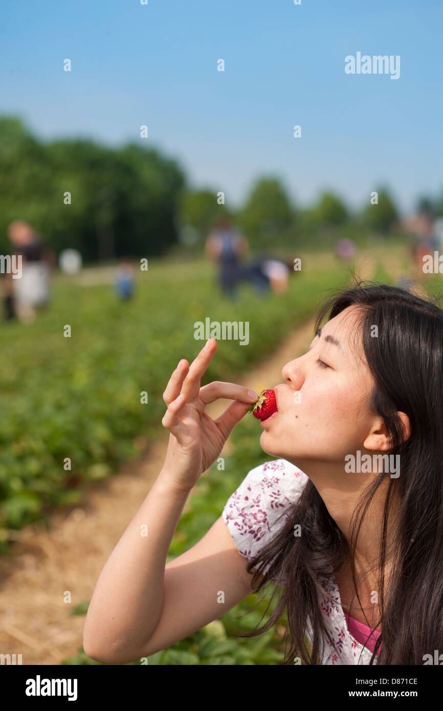 In Germania, in Baviera, giovane donna giapponese mangiare fragole nel campo Foto Stock