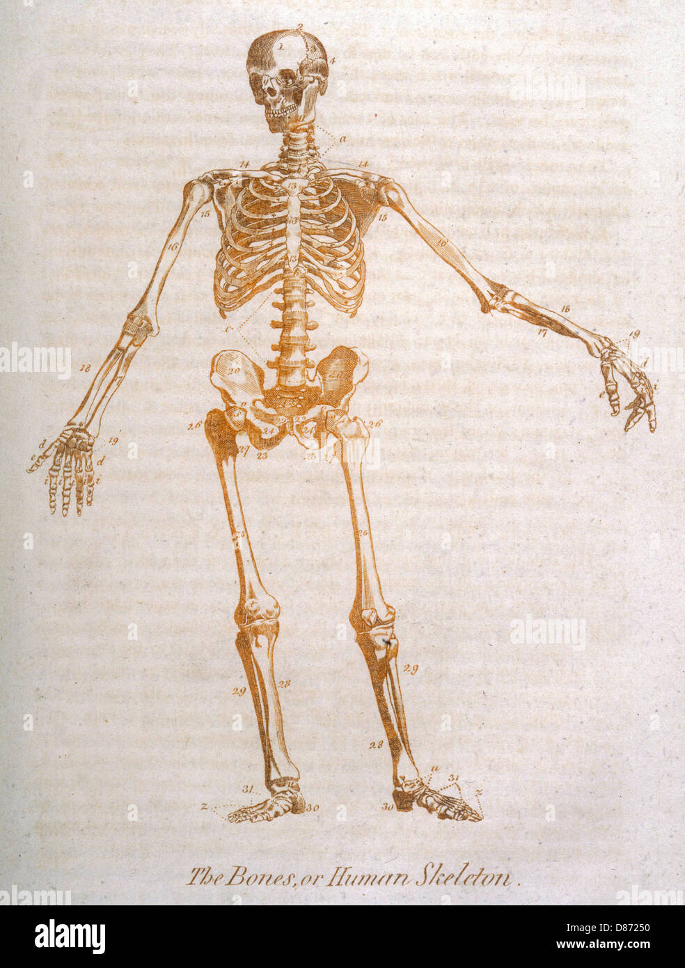 ANATOMIA:SCHELETRO UMANO Foto Stock