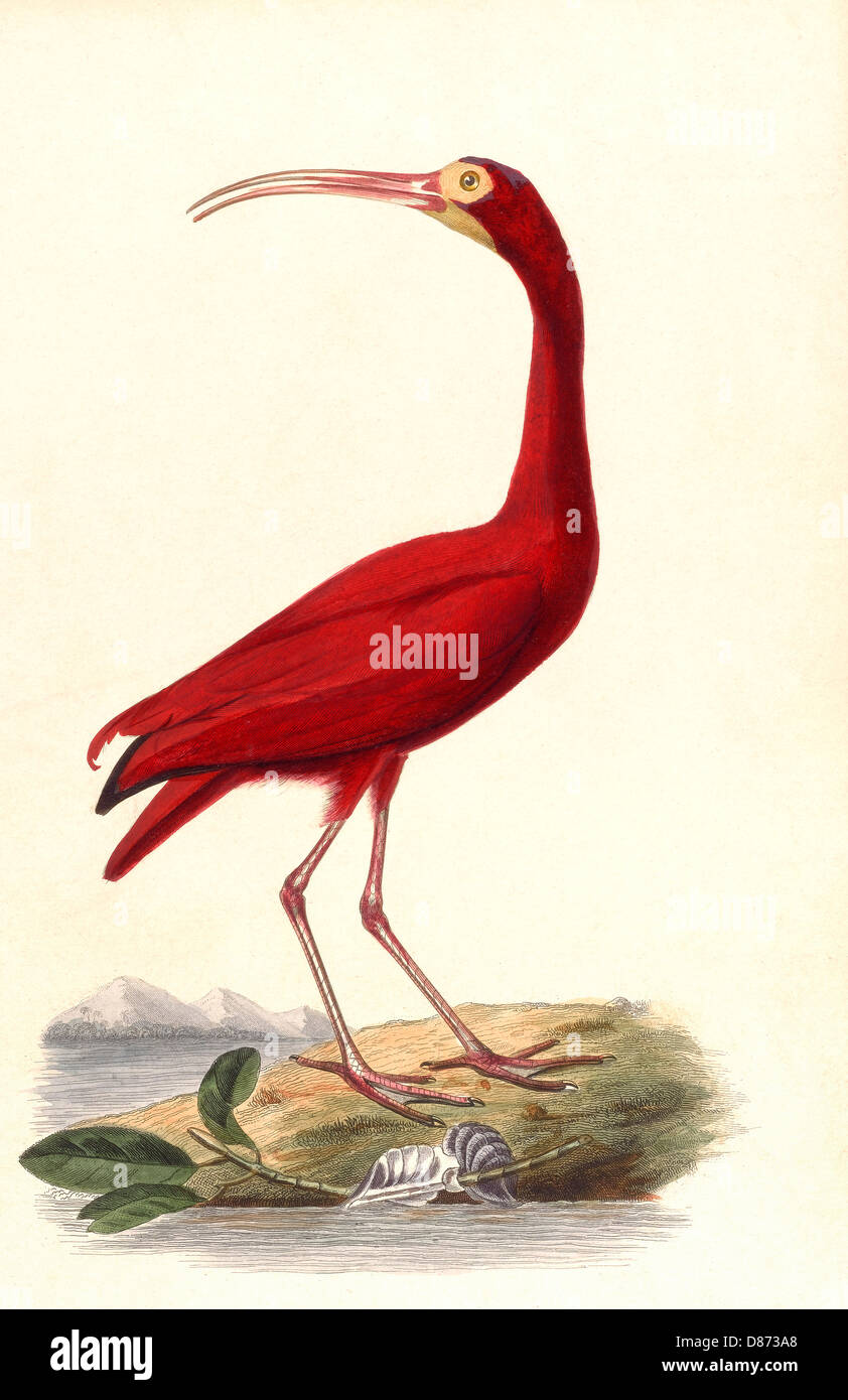 BIRDS/RED IBIS Foto Stock