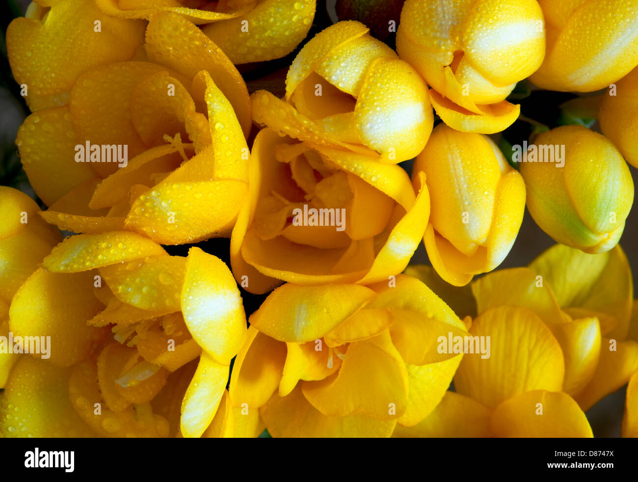 Giallo fresia con rugiadoso petali. Foto Stock