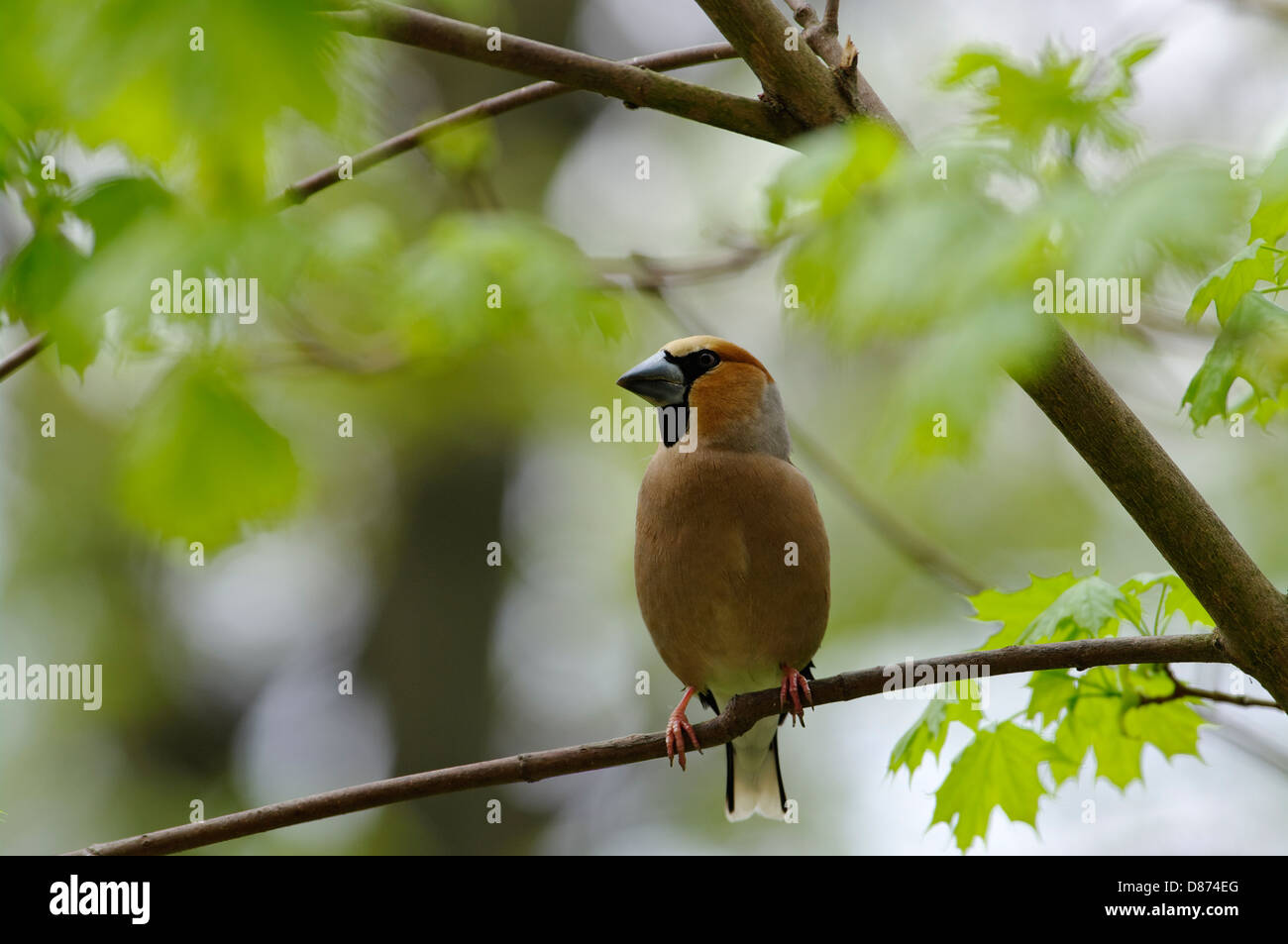 Il Hawfinch ( Coccothraustes coccothraustes ) è un uccello passerine in finch famiglia Fringillidae Foto Stock