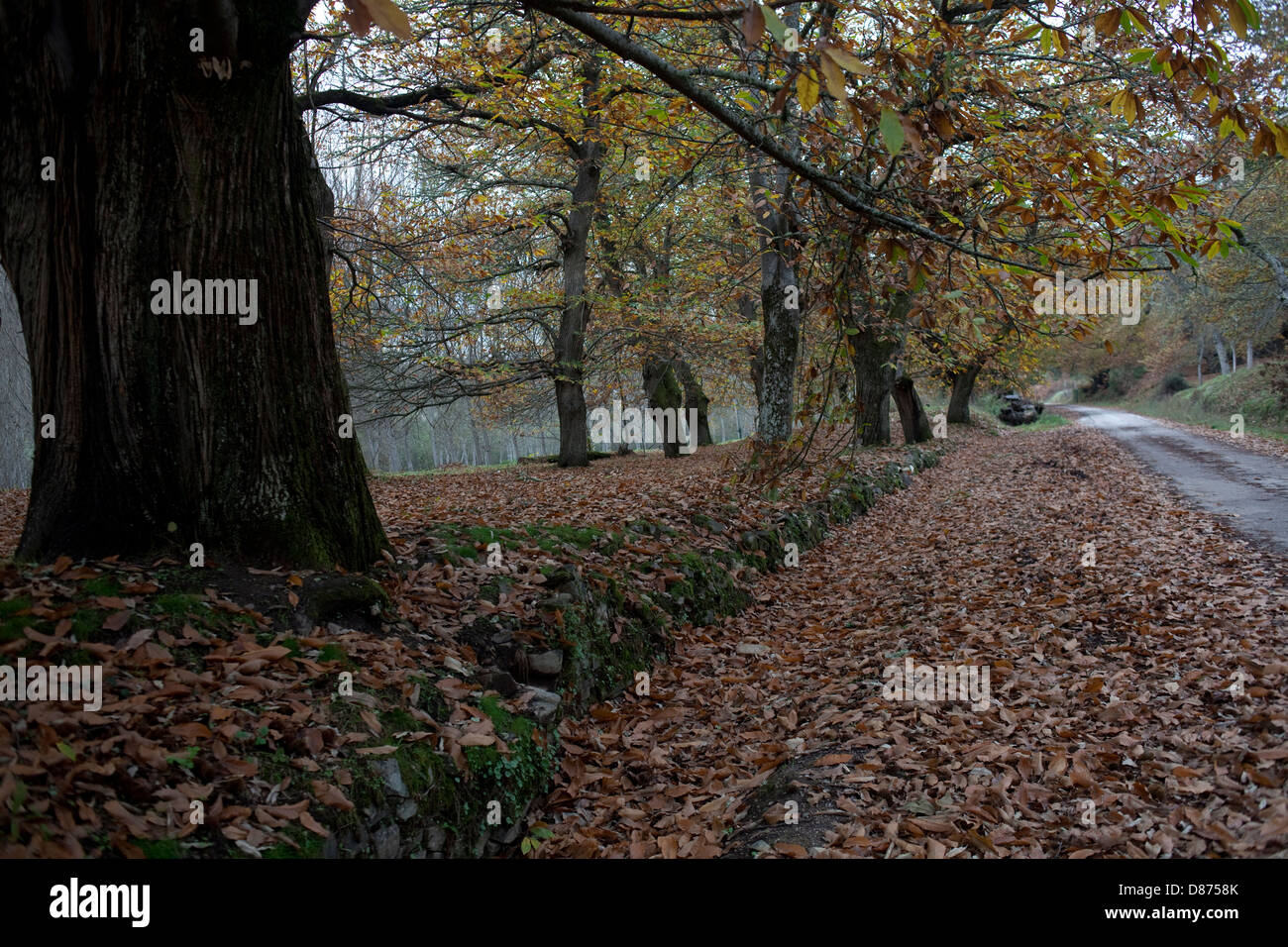 Castagna nel modo di San Giacomo Foto Stock