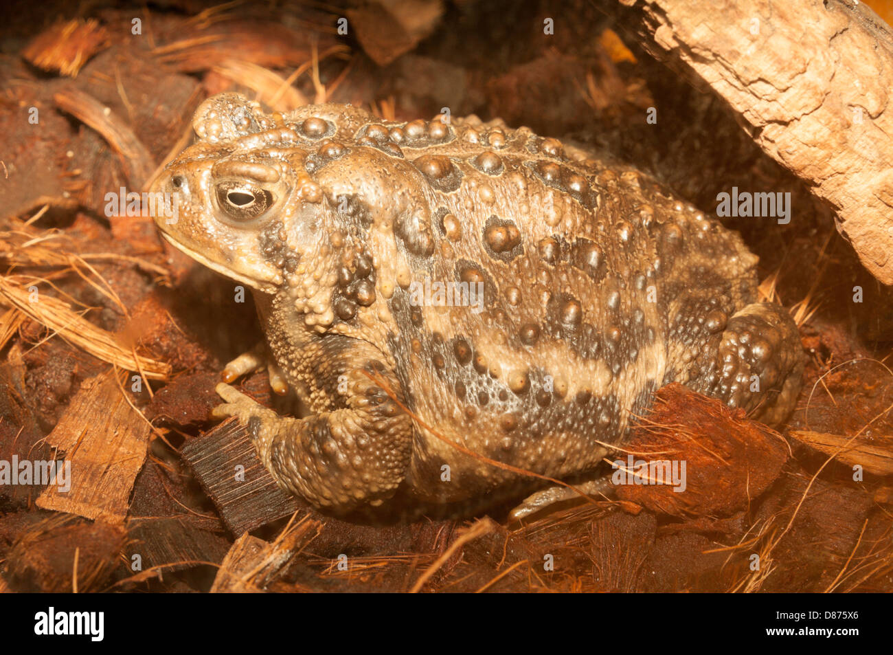 American toad (Bufo americanus) Foto Stock