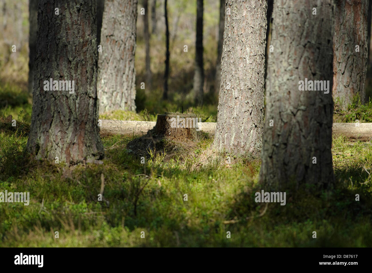 Pineta in Selli-Sillaotsa Sentiero escursionistico, Alam-Pedja Riserva Naturale, Estonia Foto Stock