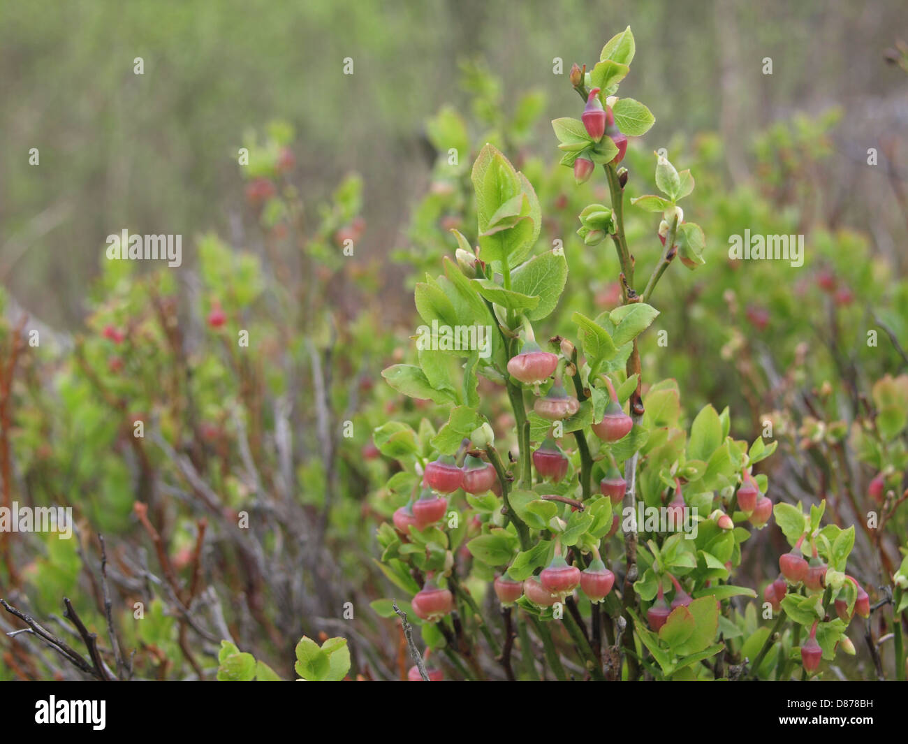 Mirtillo bush in primavera / Vaccinium myrtillus / Heidelbeerstrauch im Frühling Foto Stock