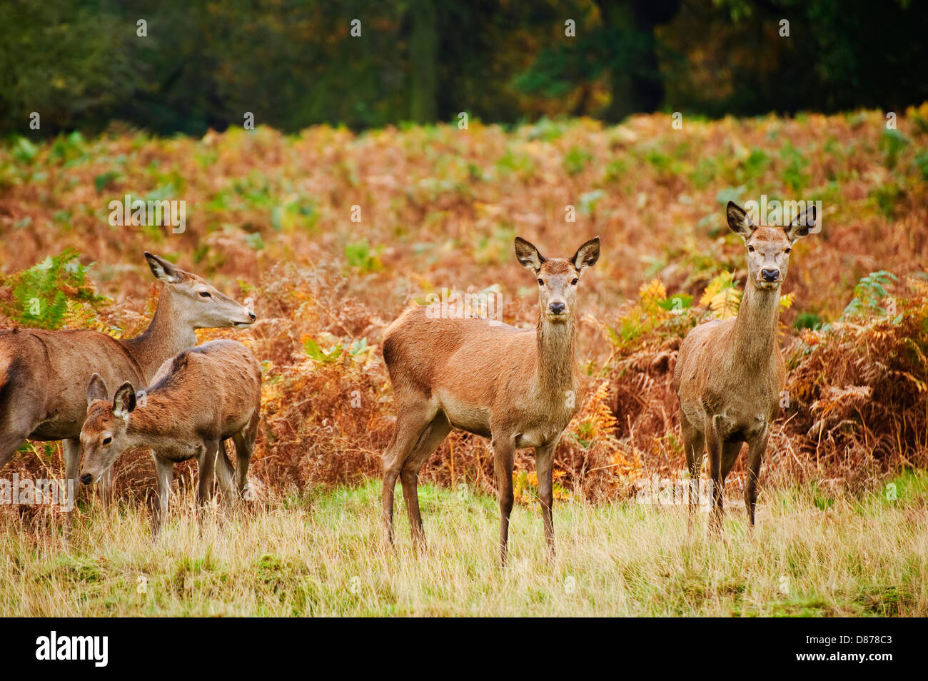 La vibrante Autunno Autunno immagine di cervi rossi non nella foresta Foto Stock