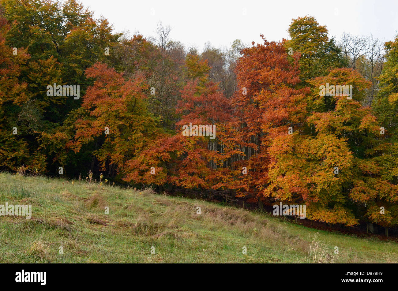 In autunno il paesaggio boschivo Foto Stock