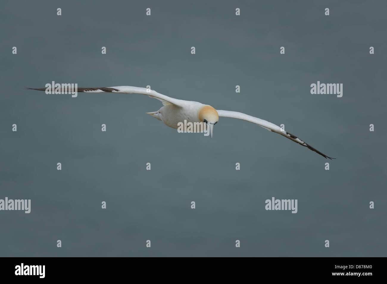 Un selvaggio degli uccelli marini britannica northern gannet (Morus bassanus) soaring scivolando sopra il mare del Nord Oceano con ali esteso. Foto Stock