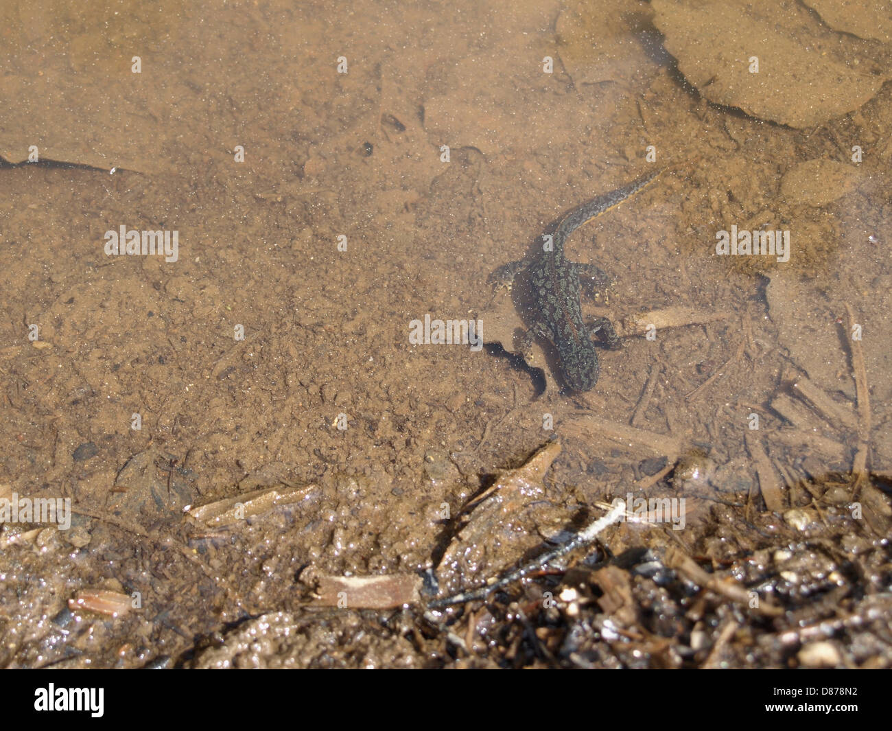 Il tritone alpestre / Ichthyosaura alpestris / Bergmolch Foto Stock
