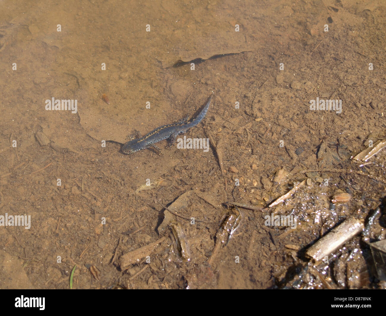 Il tritone alpestre / Ichthyosaura alpestris / Bergmolch Foto Stock