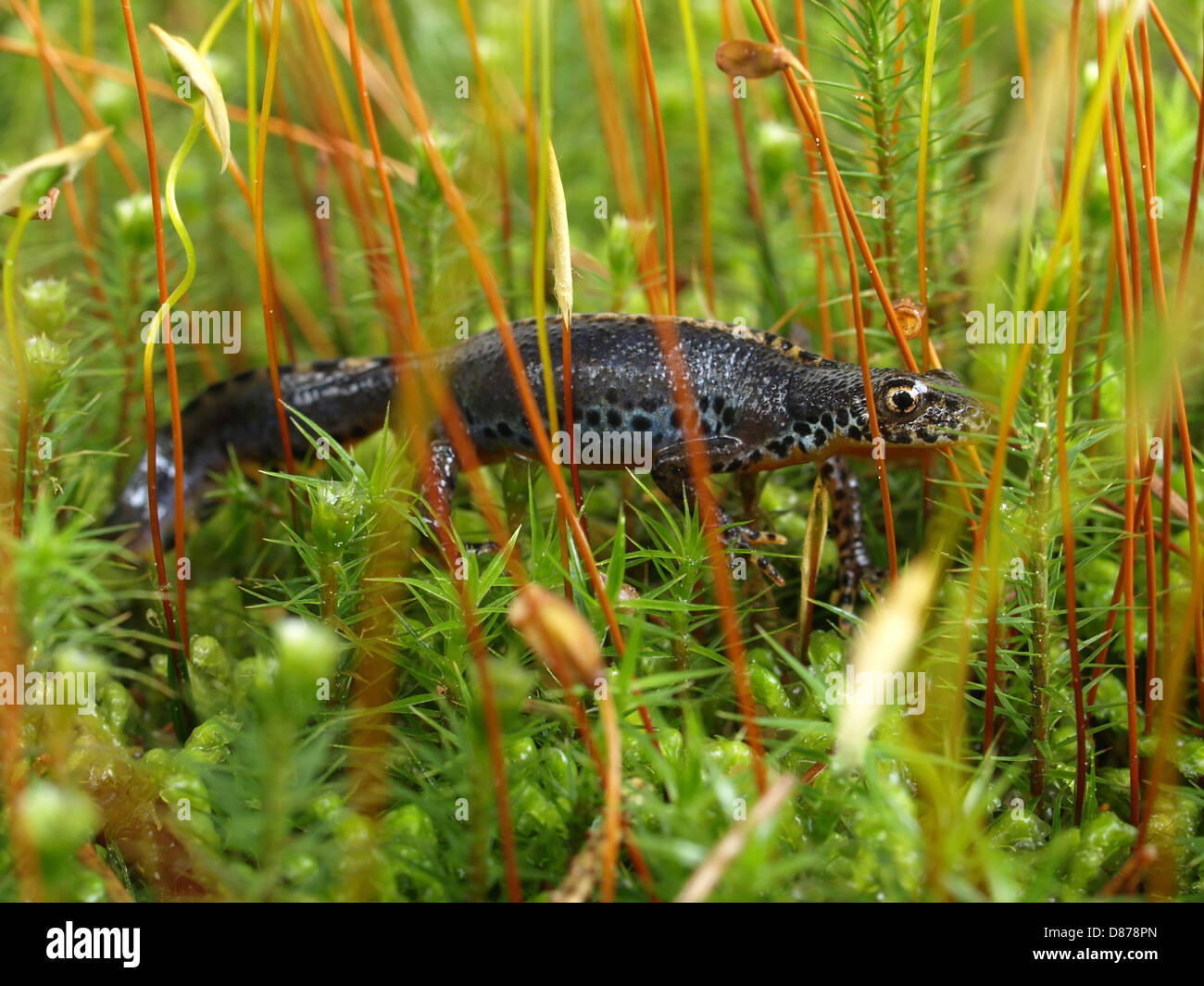 Il tritone alpestre / Ichthyosaura alpestris / Bergmolch Foto Stock