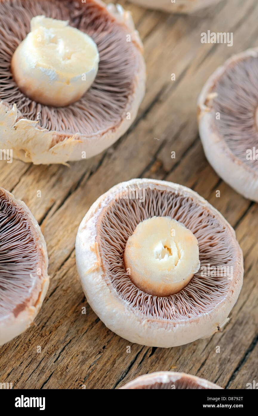 Macro closeup di materie funghi piani riprese in studio Foto Stock