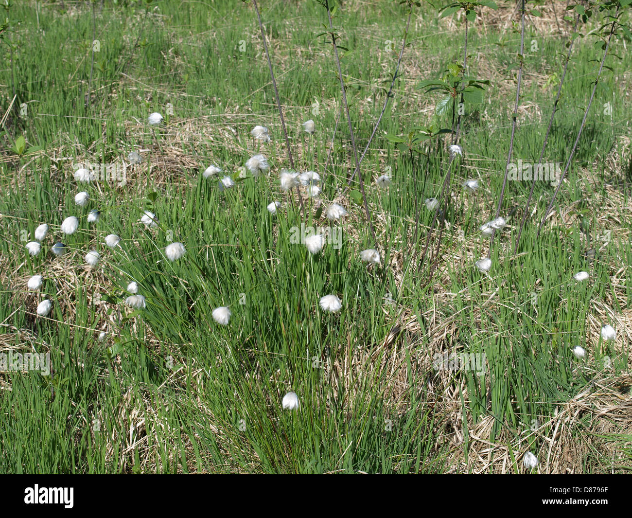 Infructescence da lepre è a coda di erba di cotone / Eriophorum vaginatum / Scheiden-Wollgras Foto Stock