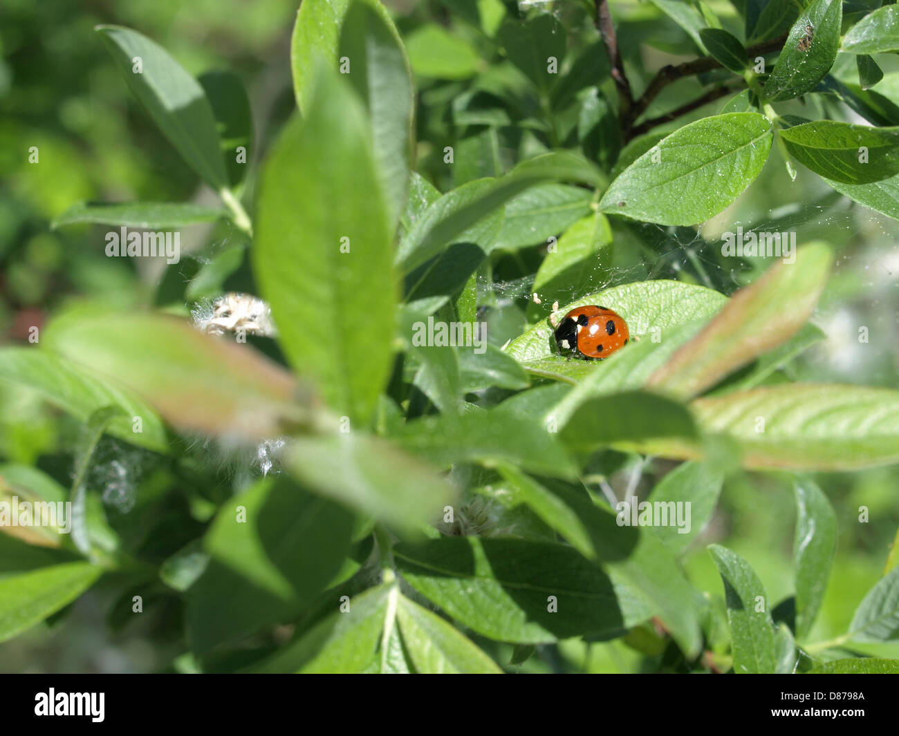 Sette-spot coccinella, sette-spotted ladybug / Coccinella septempunctata / Siebenpunkt-Marienkäfer Foto Stock