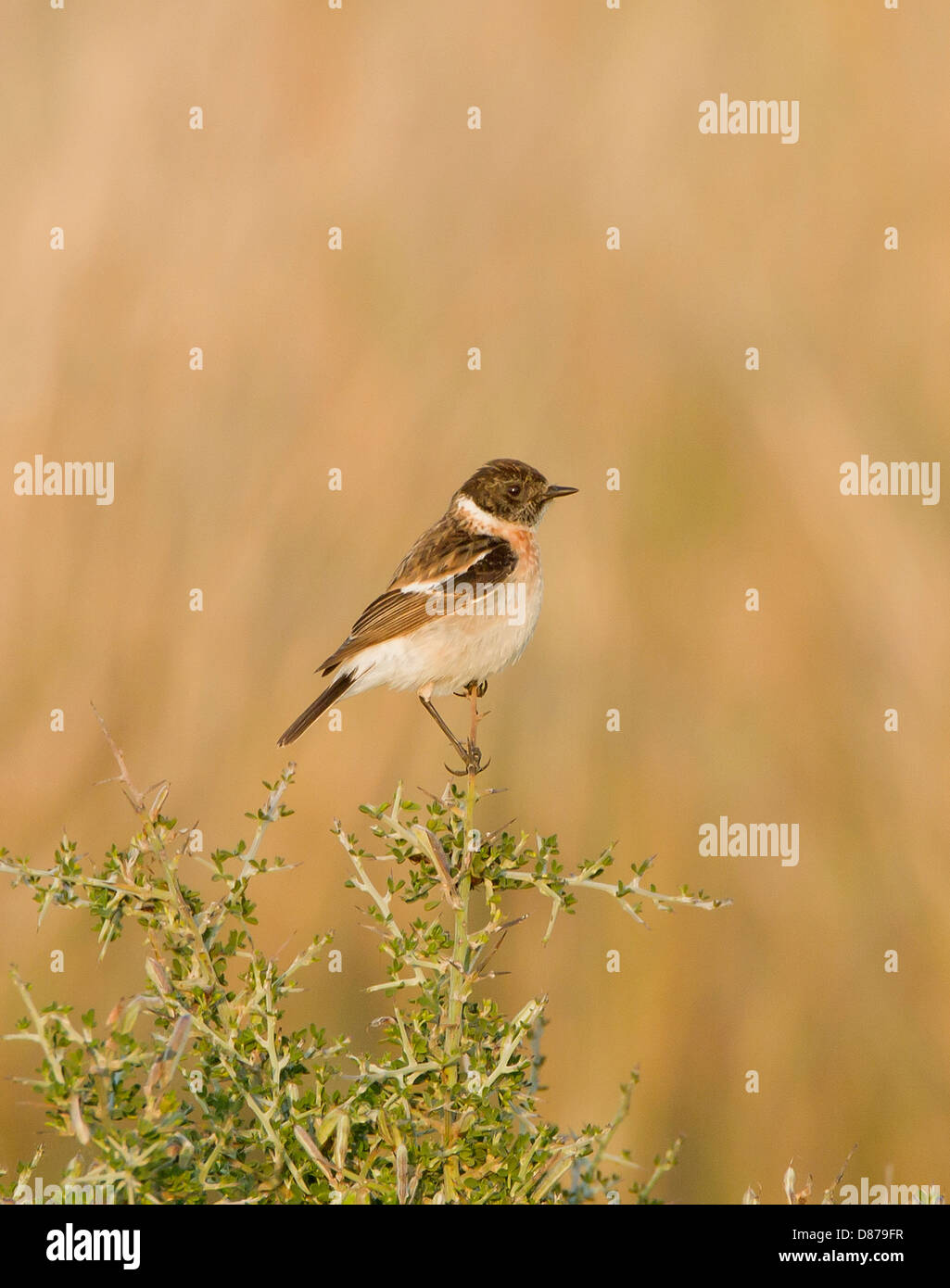 Siberian Stonechat Saxicola maura maschio appollaiato vagrant Mandria Cipro Foto Stock