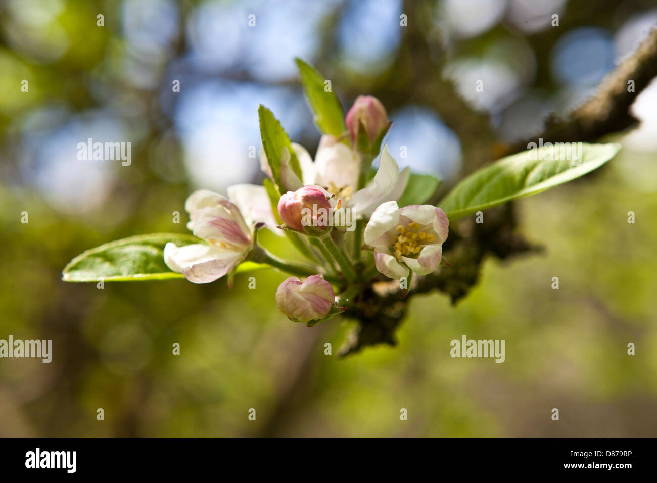 Dettaglio mostrante l'Apple Blossom che crescono in un frutteto inglese in primavera. Foto Stock