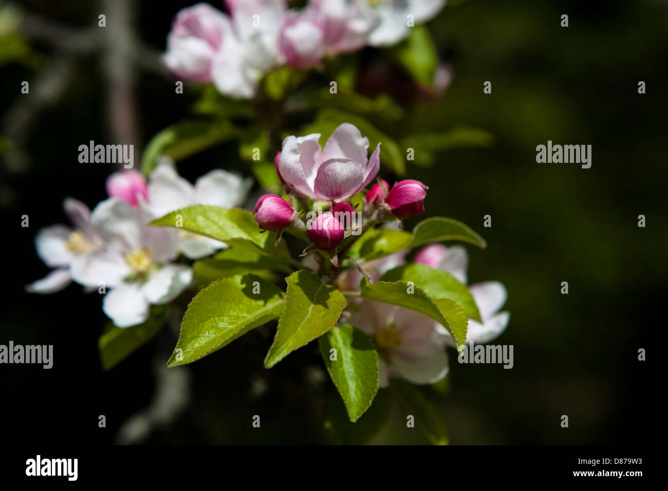 Fiori di mela e gemme rosa visti da vicino su uno sfondo scuro. Foto Stock