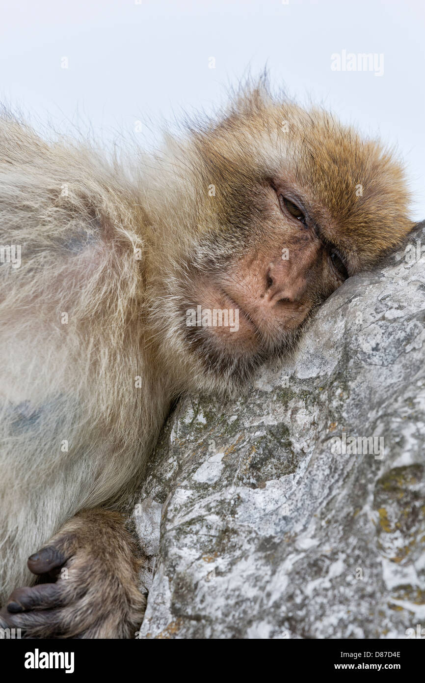 Bertuccia Foto Stock