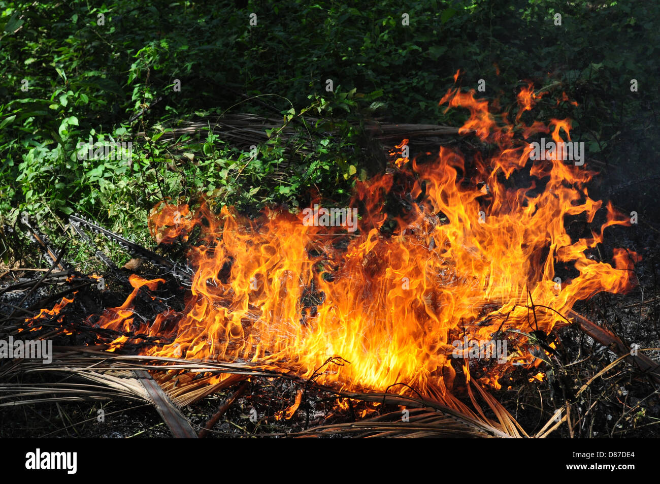 Asciugare fronde di cocco sul fuoco Foto Stock