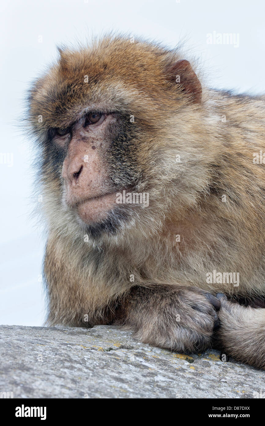 Femmina di macaco barbareschi - contenti di studio del viso Foto Stock