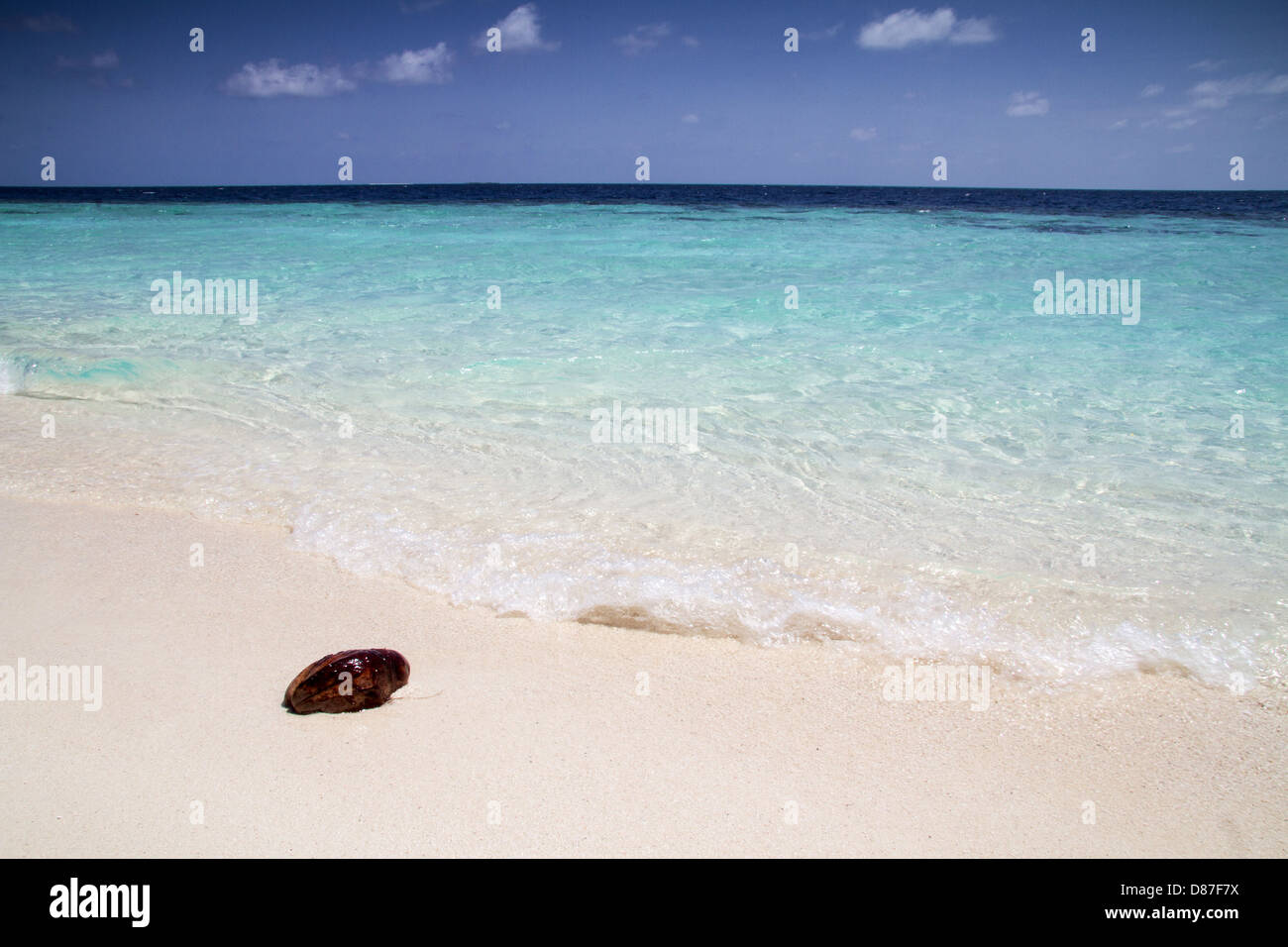 Il Cocco lavato fino a un tropicale spiaggia bianca nelle Maldive Foto Stock