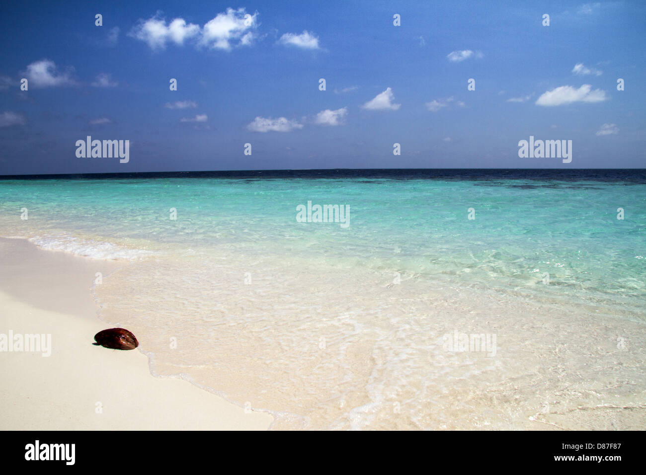Il Cocco lavato fino a un tropicale spiaggia bianca nelle Maldive Foto Stock