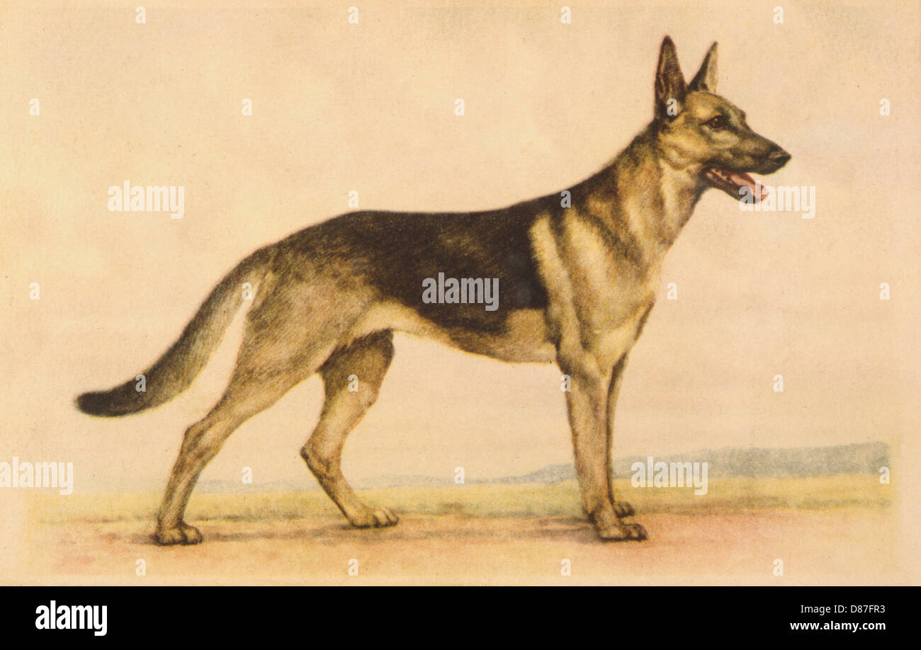 Pastore Tedesco cane Foto Stock