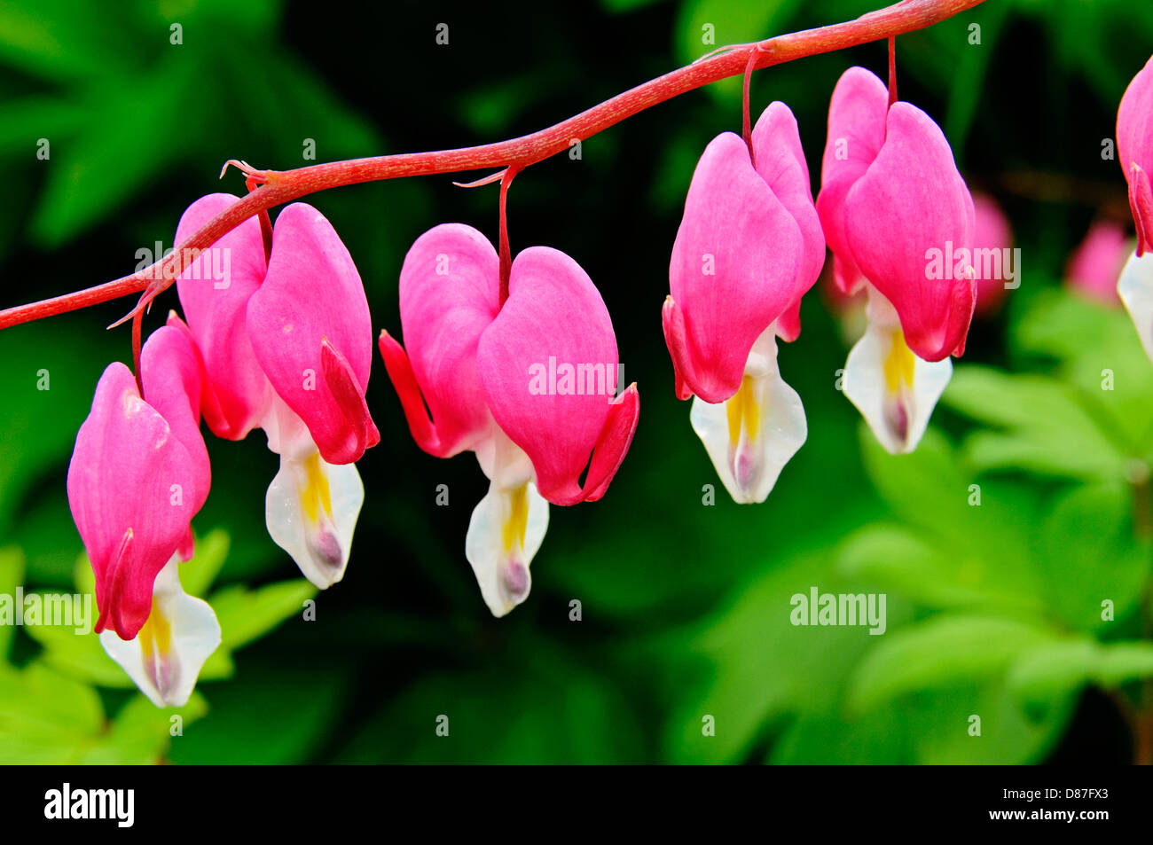 Cuore di spurgo fiori, lamprocapnos spectabilis. (Ex Dicentra spectabilis) Foto Stock