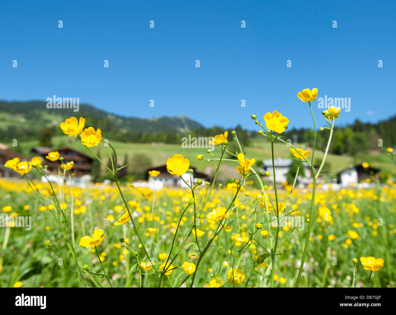 Renoncules nel pieno fiore su un villaggio verde a Hopfgarten in Tirolo, circondata da montagne e rifugi alpini, Austria Foto Stock