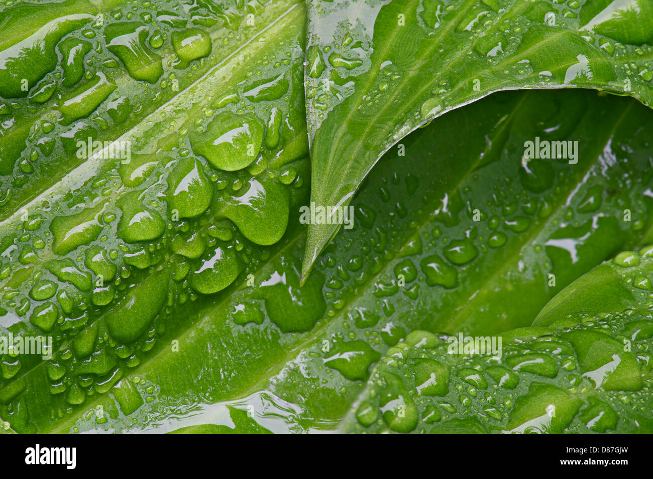 Gocce d'acqua sul verde Hosta lascia sotto la pioggia Foto Stock