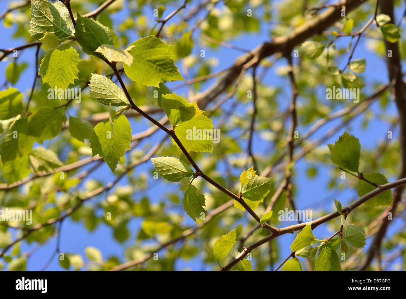 Verde tenero di un albero piano in primavera Foto Stock