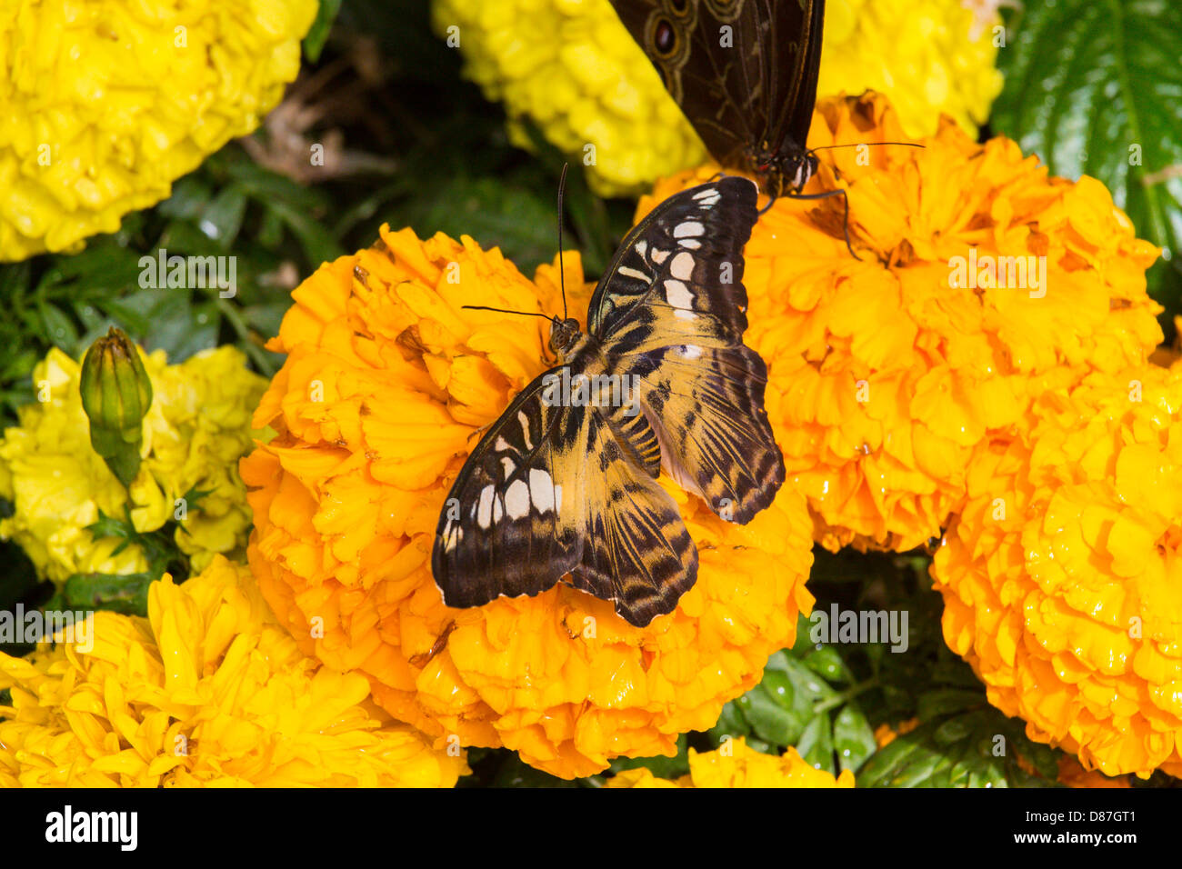Butterfly dal Marocco presso il Conservatorio Krohn farfalle del Marocco show di Cincinnati in Ohio Foto Stock