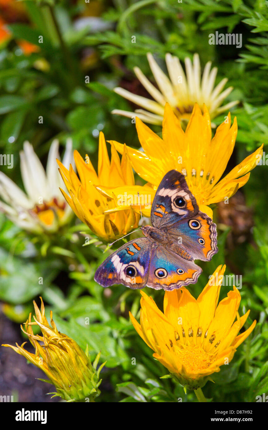 Butterfly dal Marocco presso il Conservatorio Krohn farfalle del Marocco show di Cincinnati in Ohio Foto Stock