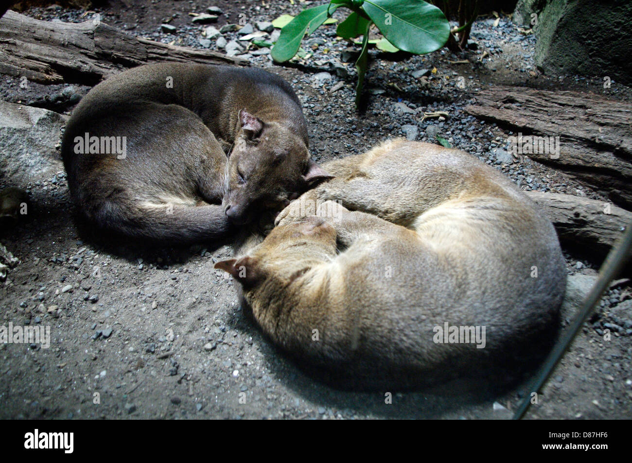 La visualizzazione della finestra di una coppia di dormire Kinkajous (Potosí flavus) nel Bronx Zoo racchiuso habitat naturale. Foto Stock