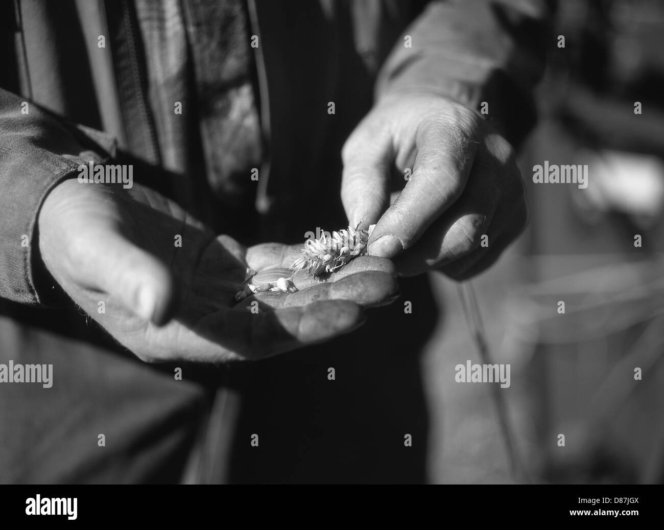 Agricoltore il controllo della qualità della granella prima di iniziare la mietitura. Scozia UK Foto Stock