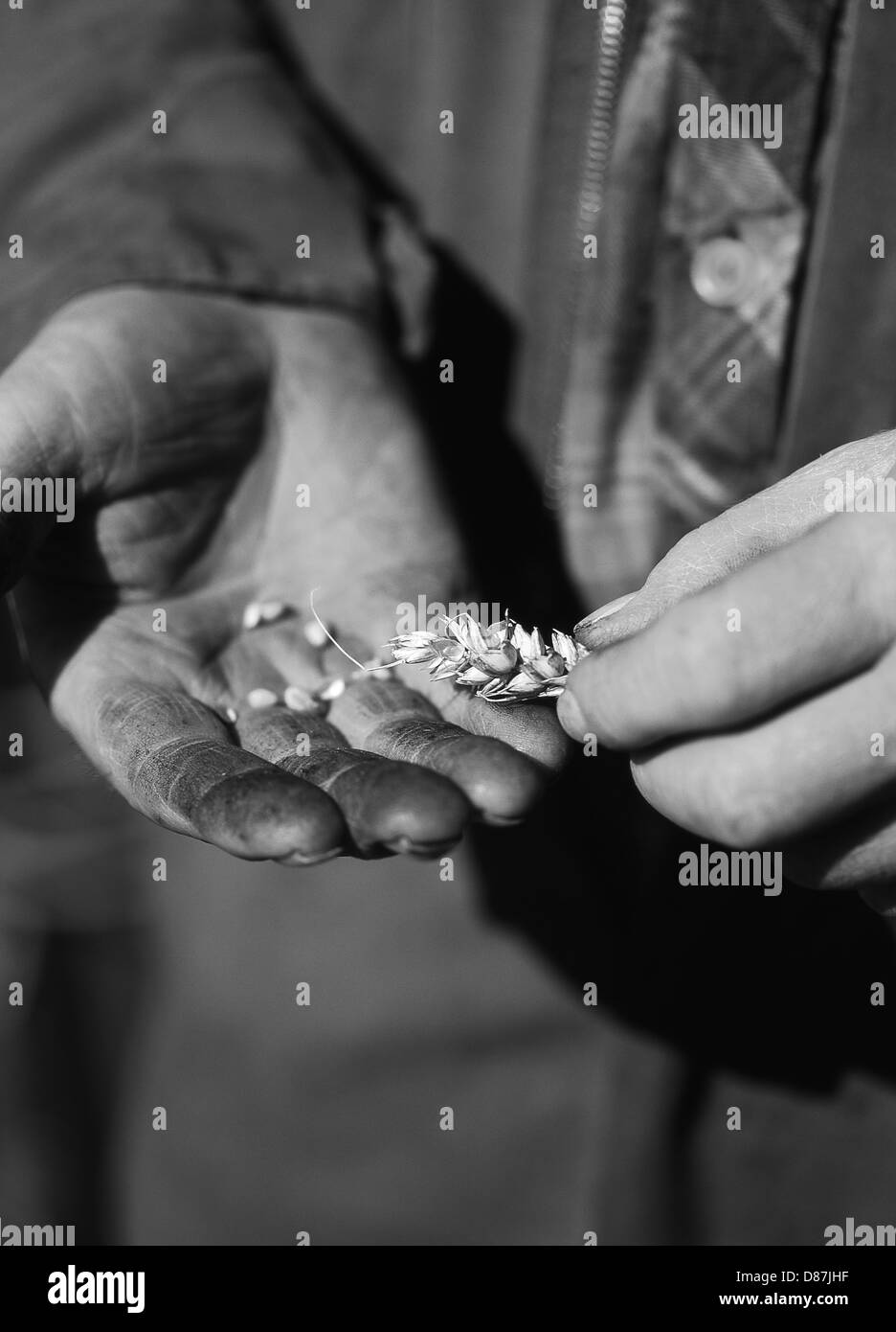 Agricoltore il controllo della qualità della granella prima di iniziare la mietitura. Scozia UK Foto Stock