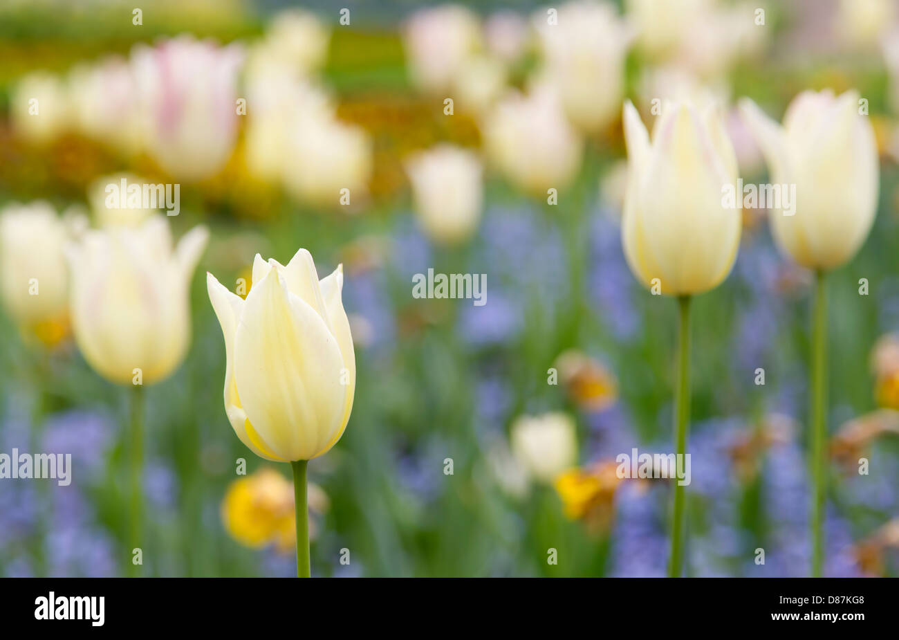 Tulipani color crema con sfondo sfocato Foto Stock