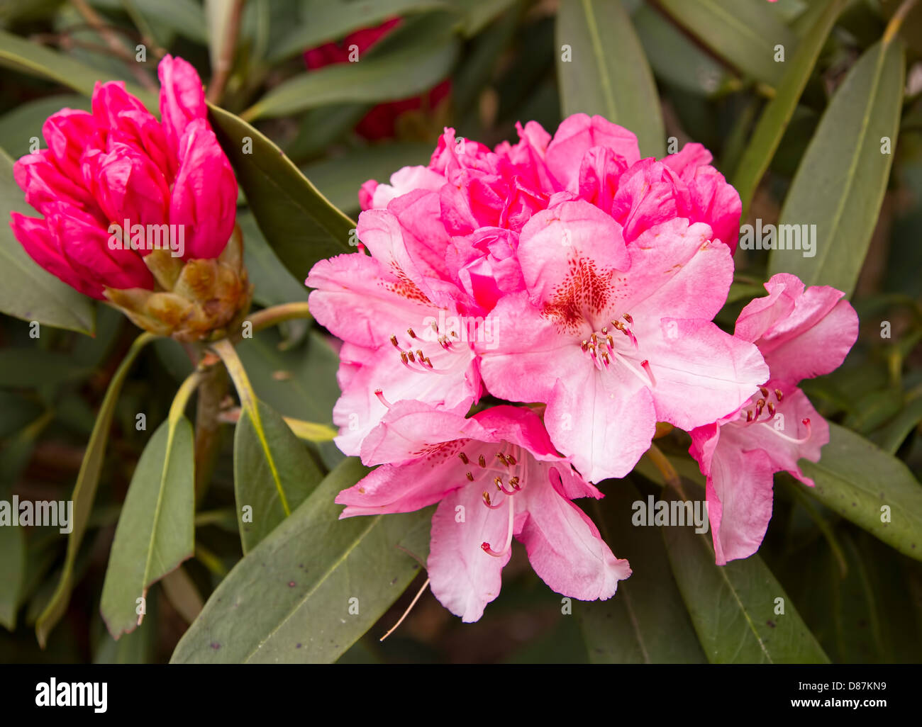 Chiudere l immagine di rosa fiori di rododendro Foto Stock