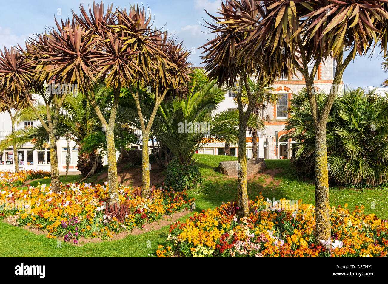 Le palme in Torquay, Devon, Inghilterra, Regno Unito Foto Stock