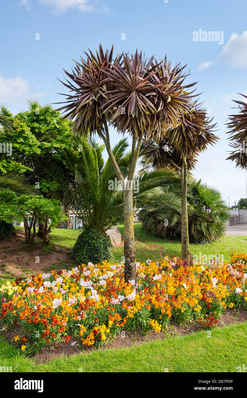 Le palme nel centro di Torquay, Devon, Inghilterra, Regno Unito Foto Stock