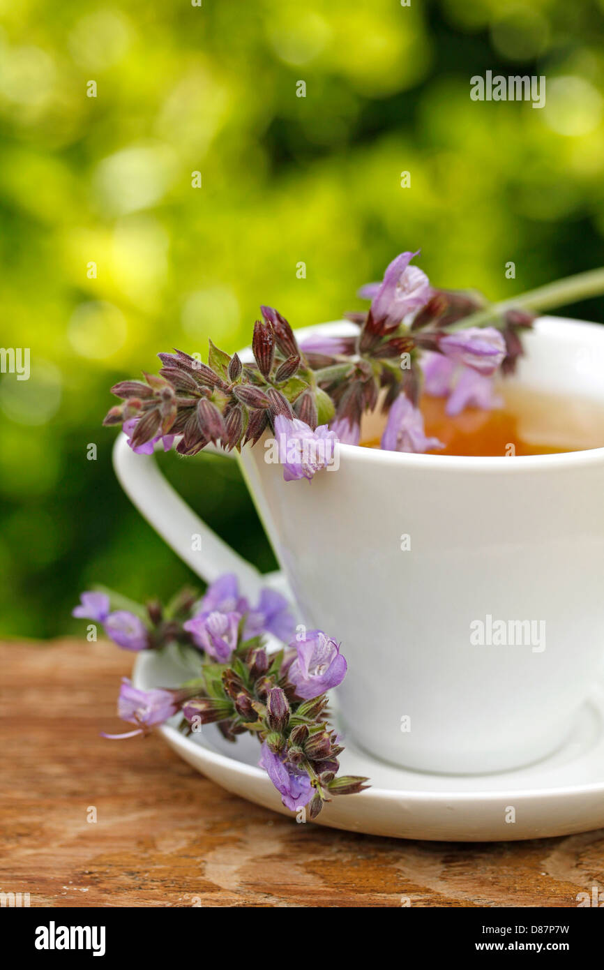 Infusione di salvia. La Salvia officinalis. Foto Stock