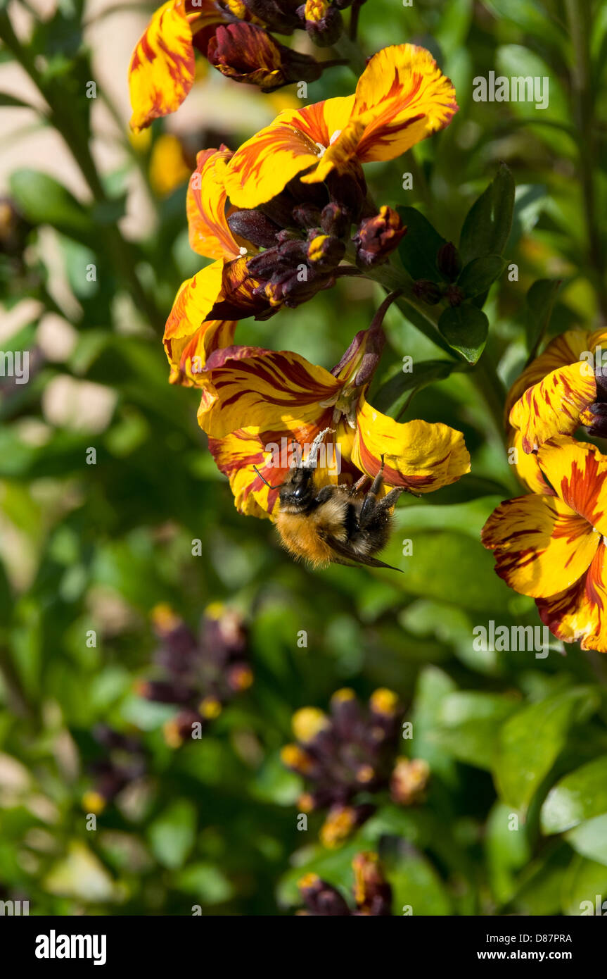 Un'ape è appeso a testa in giù per raccogliere il polline di un fiore di parete in una giornata di sole. Foto Stock
