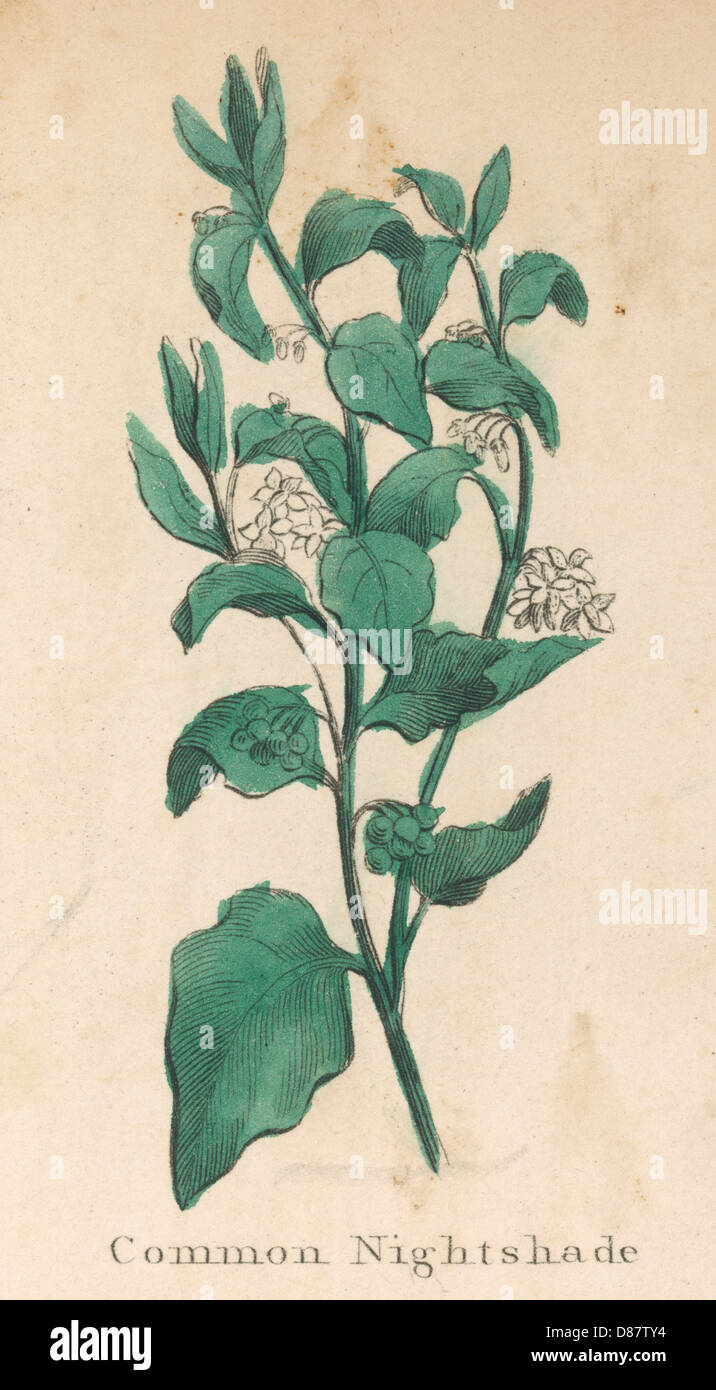 PLANTS/SOLANUM NIGRUM Foto Stock