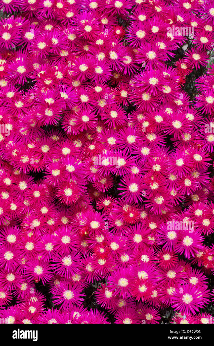 Sfondo di ghiaccio rosa fiori piante Foto Stock