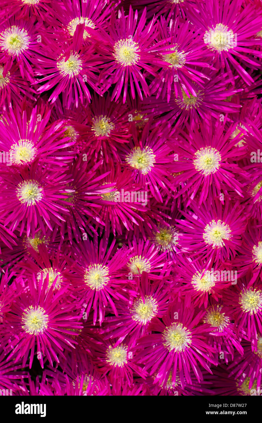 Un sacco di ghiaccio fiori di piante Foto Stock