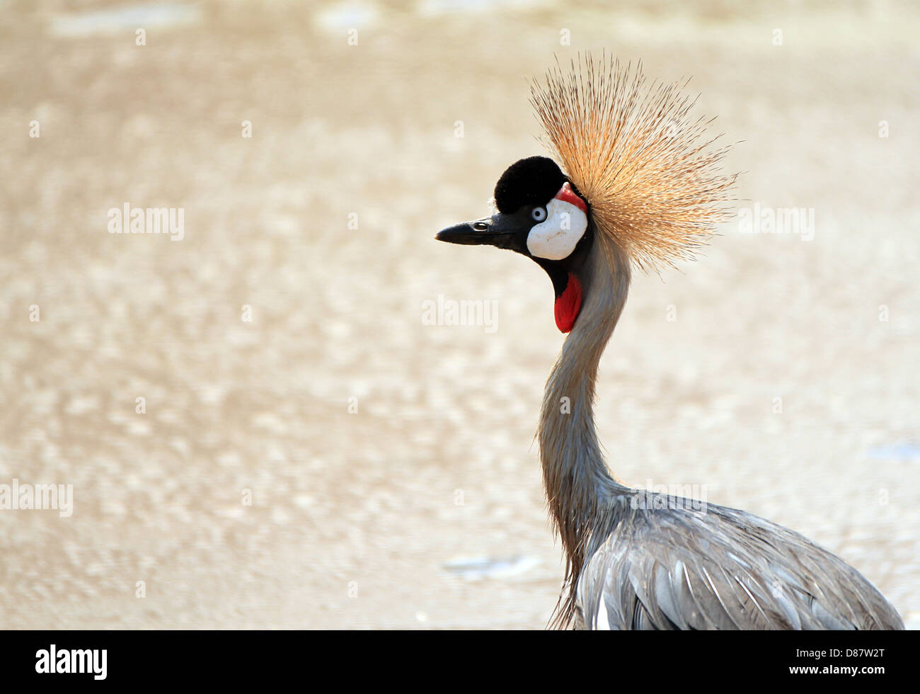 Grey Crowned Crane (Balearica regulorum), il Lago Manyara in Tanzania Foto Stock